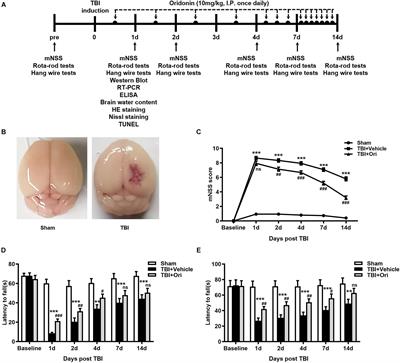 Neuroprotective Effect of Oridonin on Traumatic Brain Injury via Inhibiting NLRP3 Inflammasome in Experimental Mice